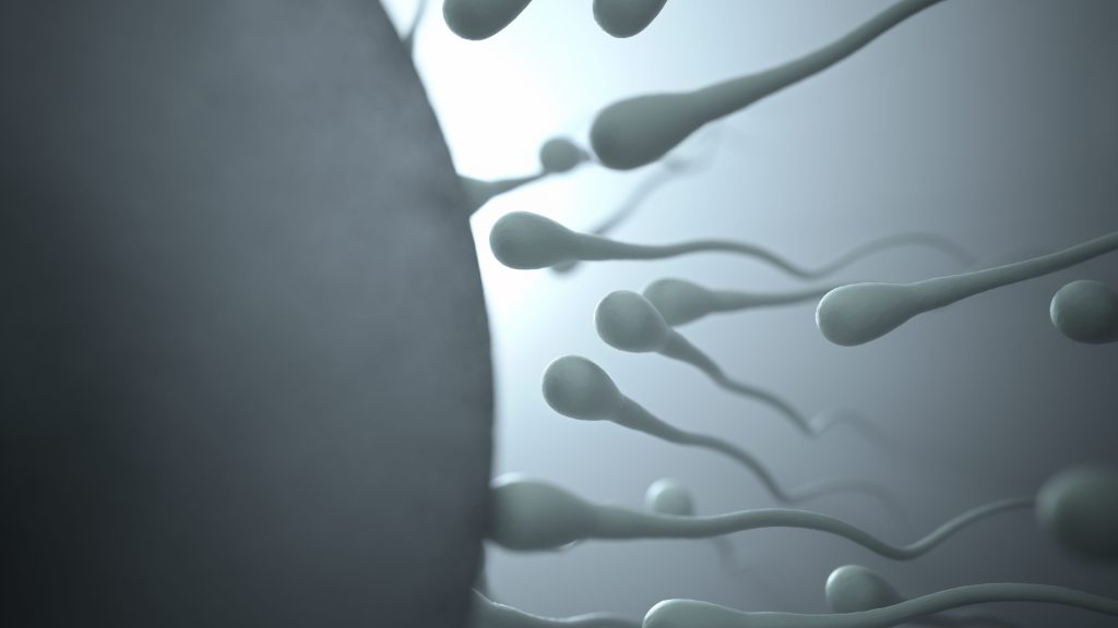 fertilidad masculina